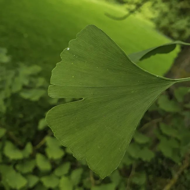 Ein grünes Ginkgo Blatt
